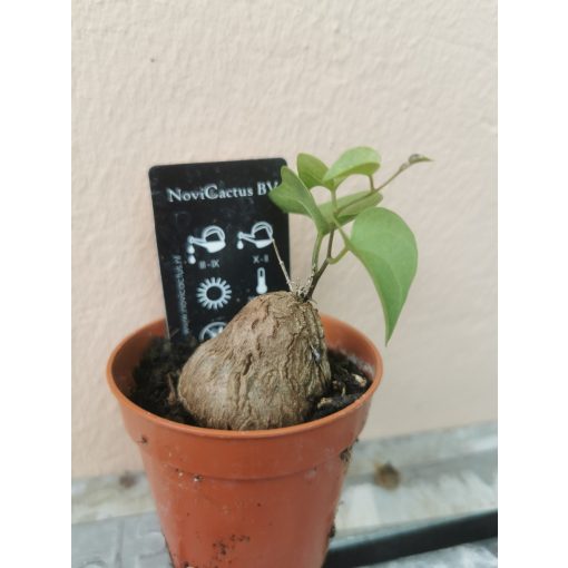 Dioscorea elephantipes