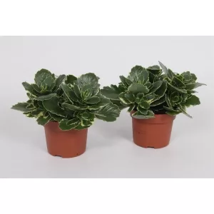 Kalanchoe blossfeldiana Aurora