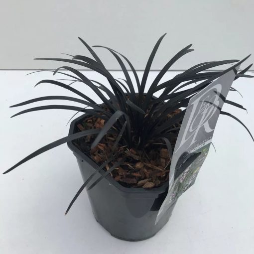 Ophiopogon planiscipus Niger