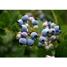 Vaccinium corymbosum Reka