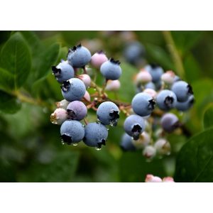 Vaccinium corymbosum Reka