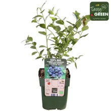 Vaccinium corymbosum Reka