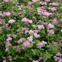 Spiraea japonica Little Princess - Japán gyöngyvessző