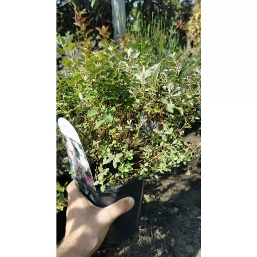 Spiraea japonica Little Princess - Japán gyöngyvessző