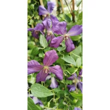 Clematis viticella Polish Spirit (p9) - Iszalag