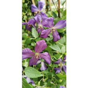 Clematis viticella Polish Spirit (p9) - Iszalag