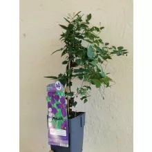 Clematis viticella Polish Spirit (p9) - Iszalag