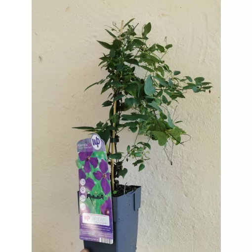 Clematis viticella Polish Spirit (p9) - Iszalag