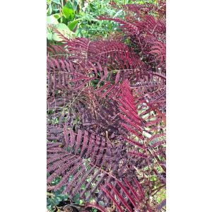  Albizia julibrissin Summer Chocolate - Csokiszínű selyemakác