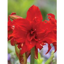 Hippeastrum Fanfare