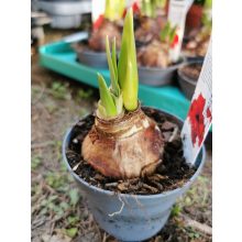 Hippeastrum Fanfare