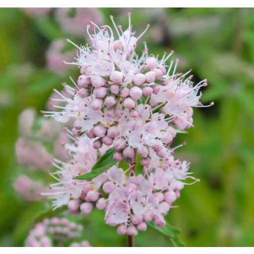 Caryopteris clandonensis Pink Perfection - Rózsaszín kékszakáll