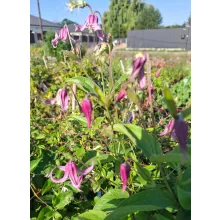 Clematis Andante - Klemátisz