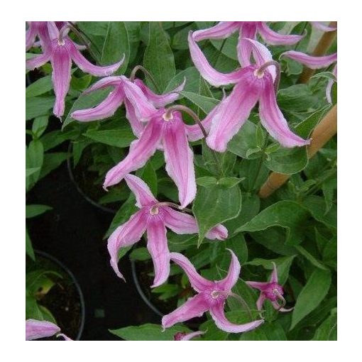 Clematis Andante
