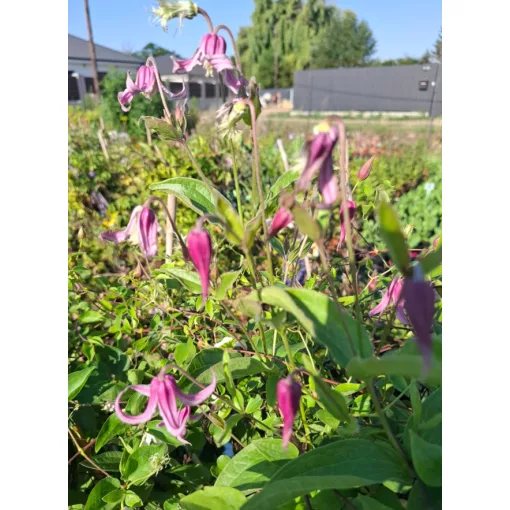 Clematis Andante - Klemátisz