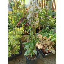 Clematis Andante - Klemátisz
