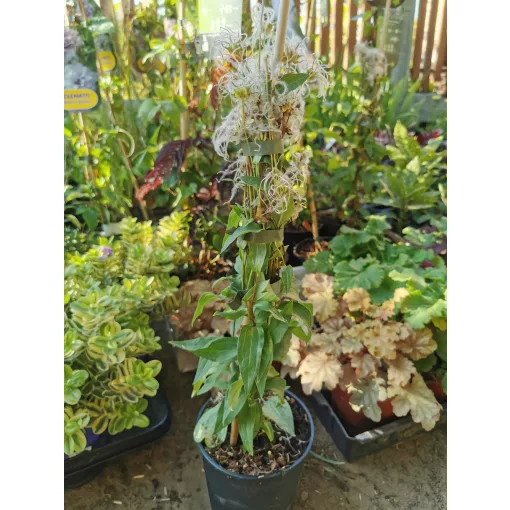 Clematis Andante - Klemátisz