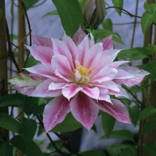 Clematis Andromeda - Klemátisz