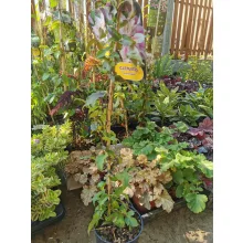 Clematis Andromeda - Klemátisz