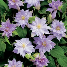 Clematis Belle of Woking - Klemátisz
