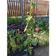Clematis Belle of Woking - Klemátisz
