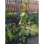 Clematis Belle of Woking - Klemátisz