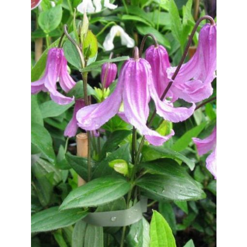 Clematis integrifolia Rosea