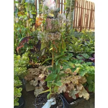 Clematis integrifolia Rosea
