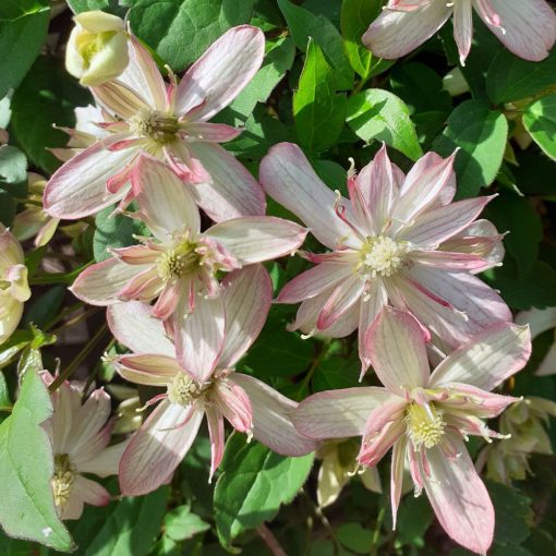 Clematis montana Marjorie