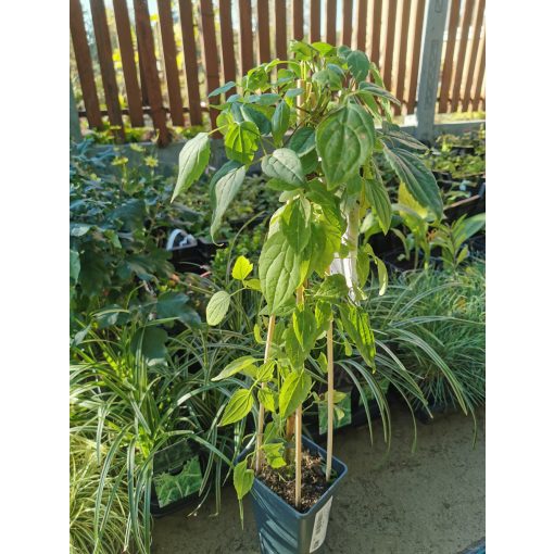 Clematis montana Marjorie