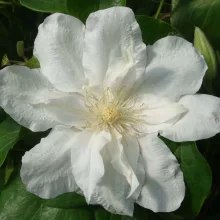 Clematis Sylvia Denny
