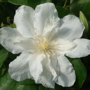 Clematis Sylvia Denny