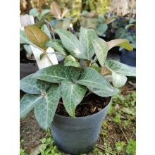 Helleborus lividus Purple Marble