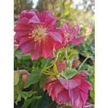 Helleborus orientalis Double Ellen Red - Hunyor