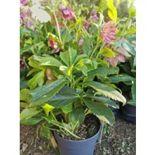 Helleborus orientalis Double Ellen Red - Hunyor
