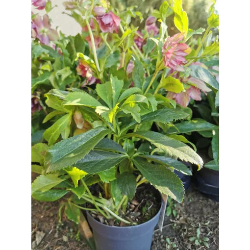 Helleborus orientalis Double Ellen Red - Hunyor