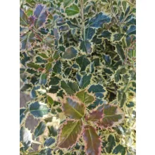 Ilex aquifolium 