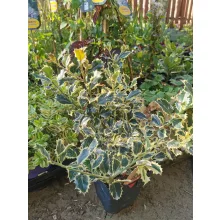 Ilex aquifolium 