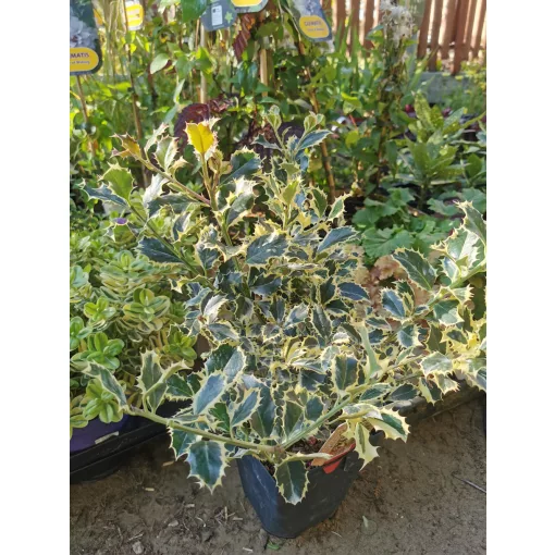 Ilex aquifolium 