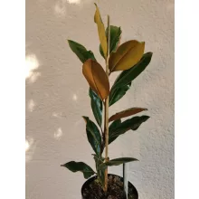 Magnolia grandiflora Little Gem