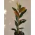 Magnolia grandiflora Little Gem