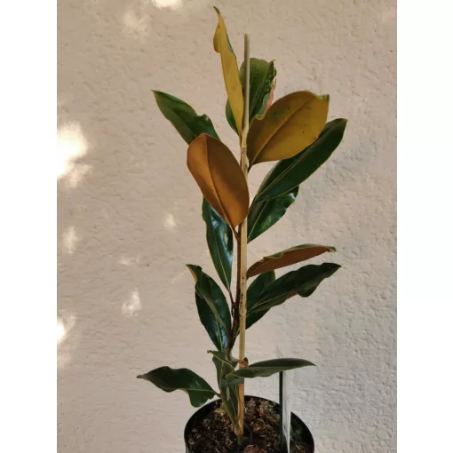 Magnolia grandiflora Little Gem