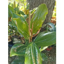 Magnolia grandiflora Little Gem