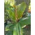 Magnolia grandiflora Little Gem