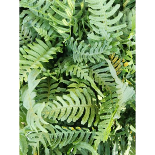 Polypodium vulgare