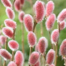 Salix gracillistyla Mount Aso (p17) - Piros virágú barkafűz