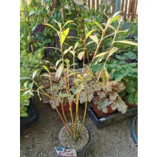 Salix gracillistyla Mount Aso (p17) - Piros virágú barkafűz