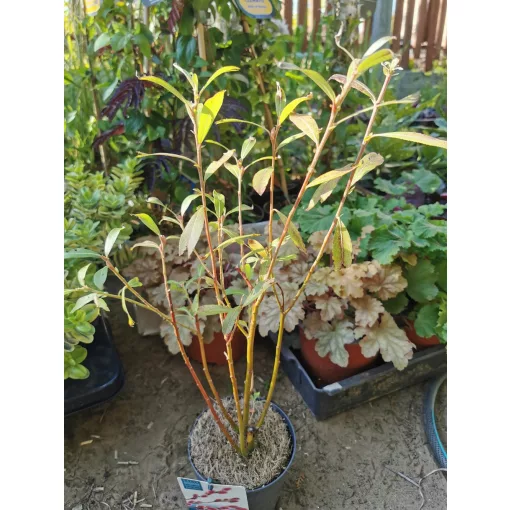 Salix gracillistyla Mount Aso (p17) - Piros virágú barkafűz