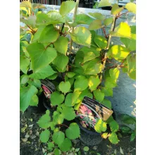 Schizophragma Roseum