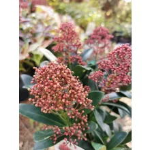Skimmia japonica Rubella - Japán dérbabér